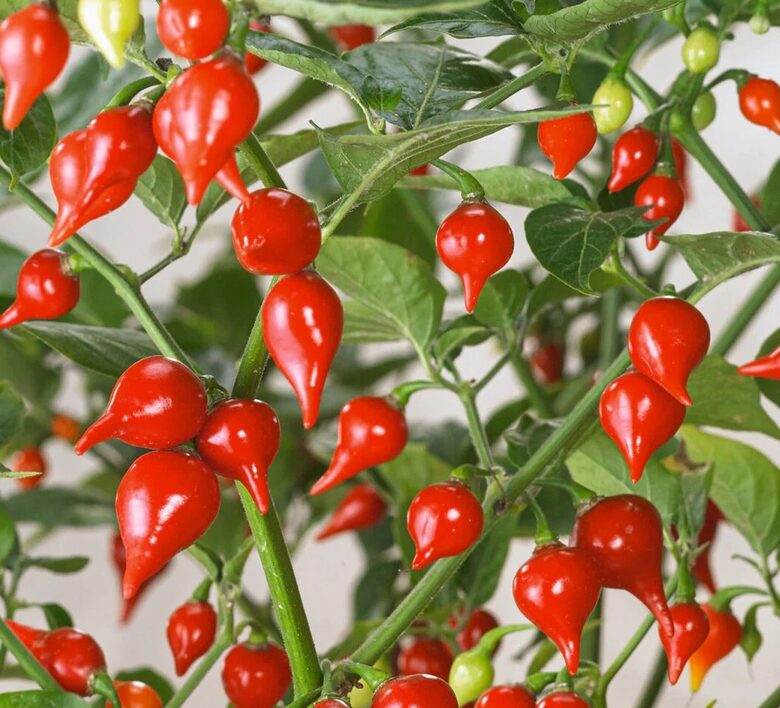 Dārzeņpipars Biquinho ( 10 sēklas) - Marinēšanai!